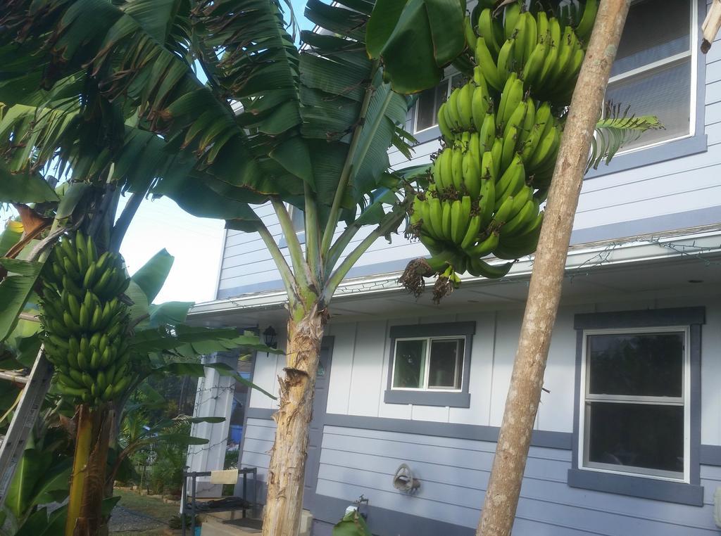 Banana Bungalow In Laie North Shore Oahu Apartment Exterior photo